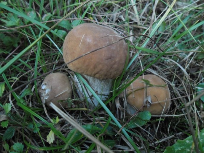 У лісах Закарпаття збирають щедрий грибний урожай – 10