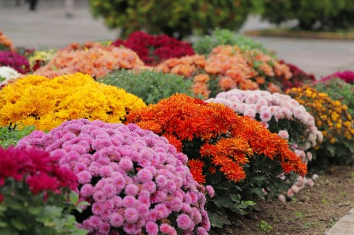 Мережу облетіли фото осіннього Ужгорода – 09