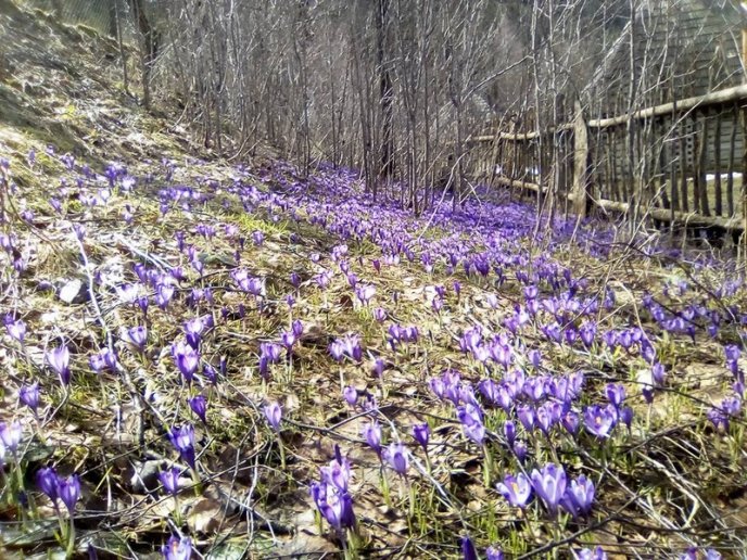 У мальовничій Колочаві почали масово квітнути крокуси – 02