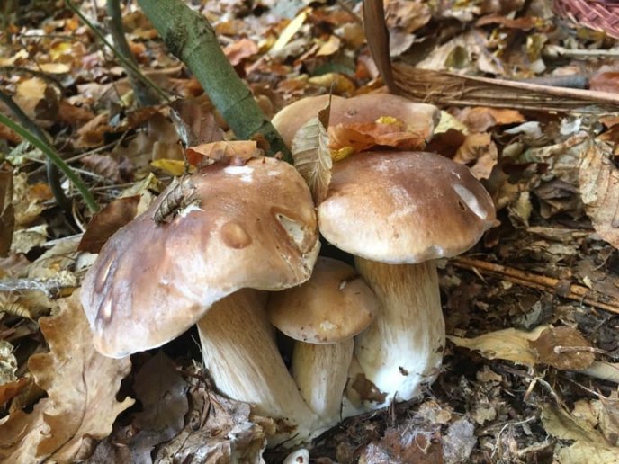 Знайшли 35 кг: закарпатці хизуються грибним врожаєм – 02