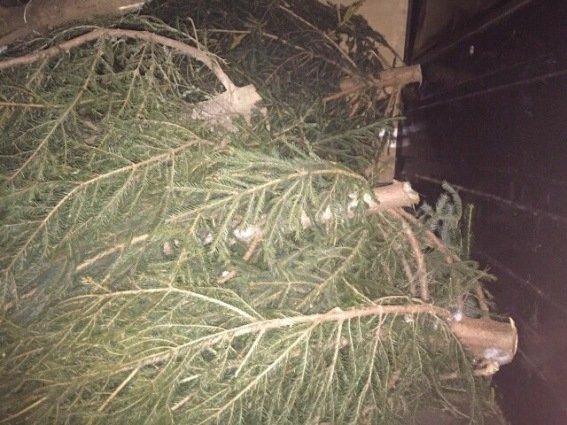 У Ключарках "Volkswagen", який перевозив "ліві" ялинки, потрапив у ДТП – 03