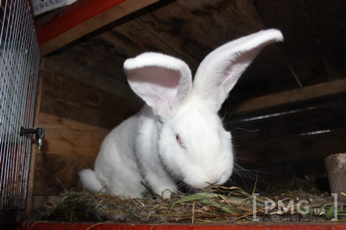 Закарпатець розводить кролів і непогано на цьому заробляє – 10