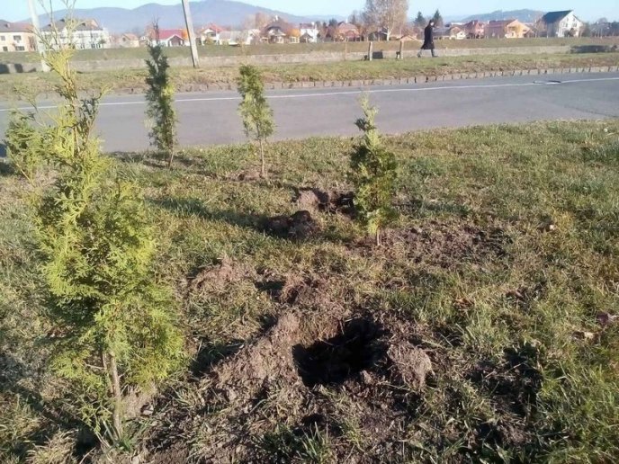 У Мукачеві вкрали понад 20 нещодавно висаджених дерев – 02