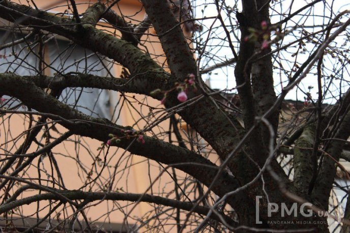 У Мукачеві вже розквітла перша сакура – 02