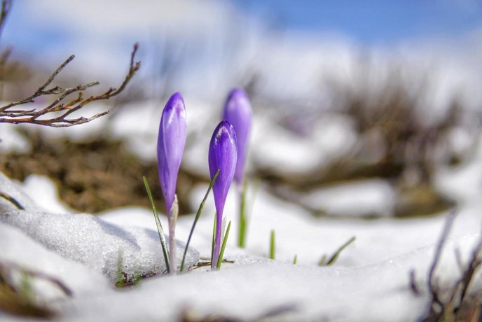 В мережі опублікували фото засніжених крокусів – 03 В мережі опублікували фото засніжених крокусів – 03