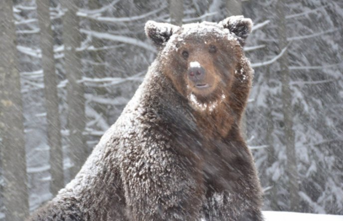 Мережу підкорюють фото бурих ведмедів – 03