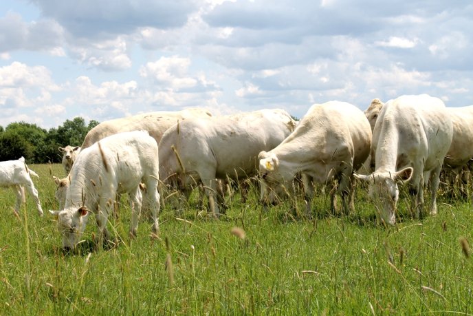 На Закарпаття завезли французьких корів – 12