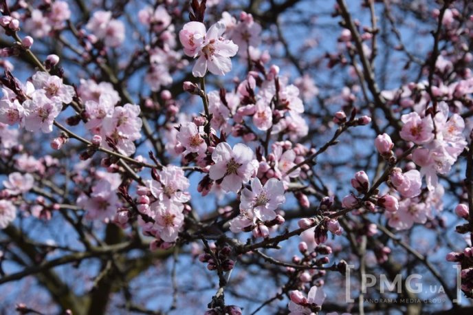 Мукачівці та гості міста вже милуються цвітінням сакур та магнолій – 06