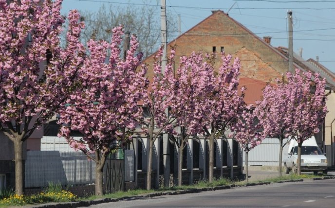 Неймовірна краса: у Мукачеві квітне найдовша алея сакур на Закарпатті – 02