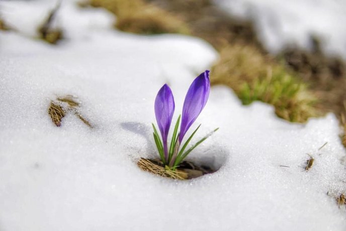 В мережі опублікували фото засніжених крокусів – 01 В мережі опублікували фото засніжених крокусів – 01