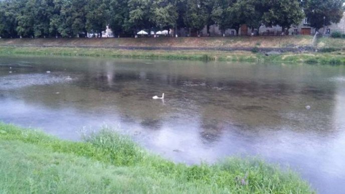 Зранку в Ужгороді на річці фотографували "лохнеське чудовисько" – 03