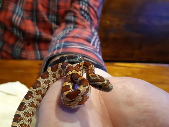 У підвалі багатоповерхівки виявили екзотичну змію – 03