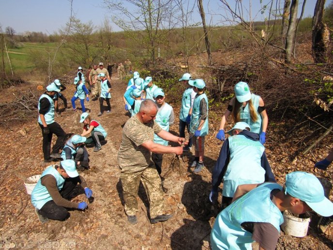 На місці вирубаного лісу у Мукачівському районі висадили цінні породи дерев – 04