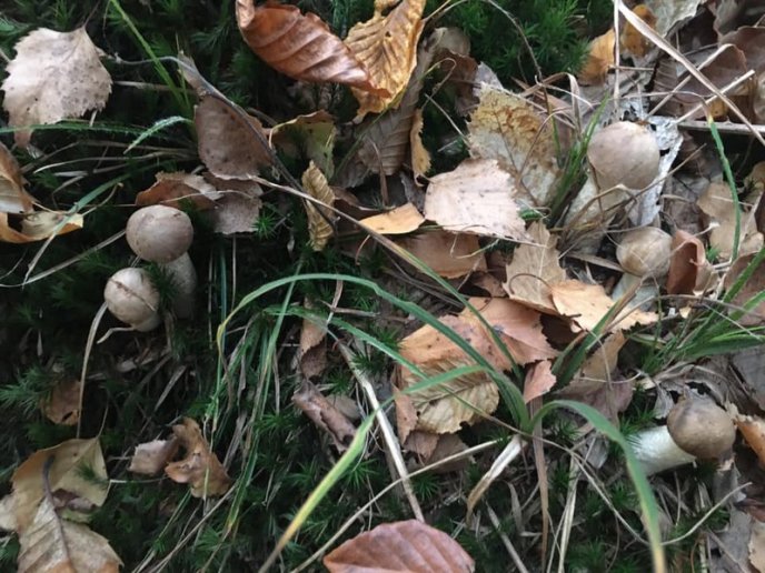 Знайшли 35 кг: закарпатці хизуються грибним врожаєм – 15