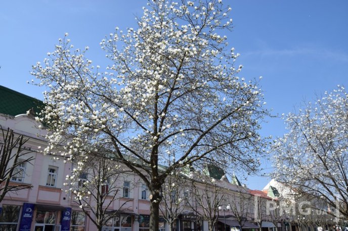 Мукачівці та гості міста вже милуються цвітінням сакур та магнолій – 03
