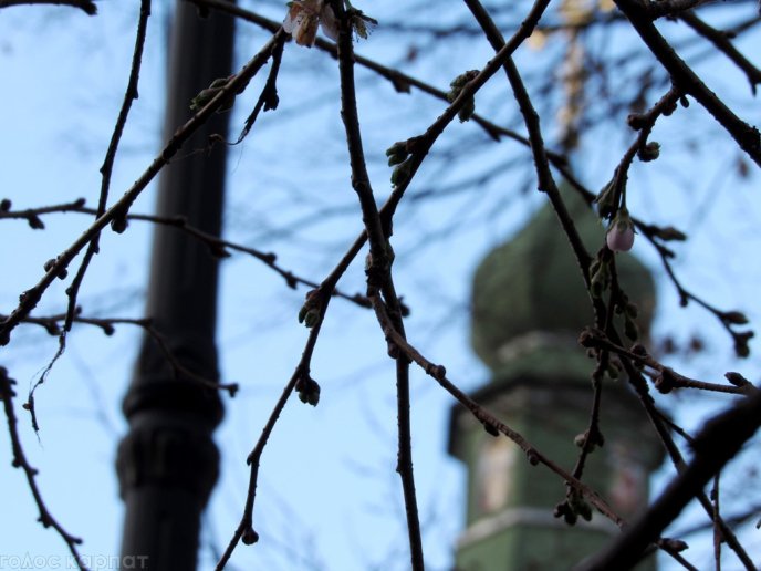 У центрі Мукачева деревце сакури, яке розквітає кожної осені, радує туристів рожевим цвітом – 04