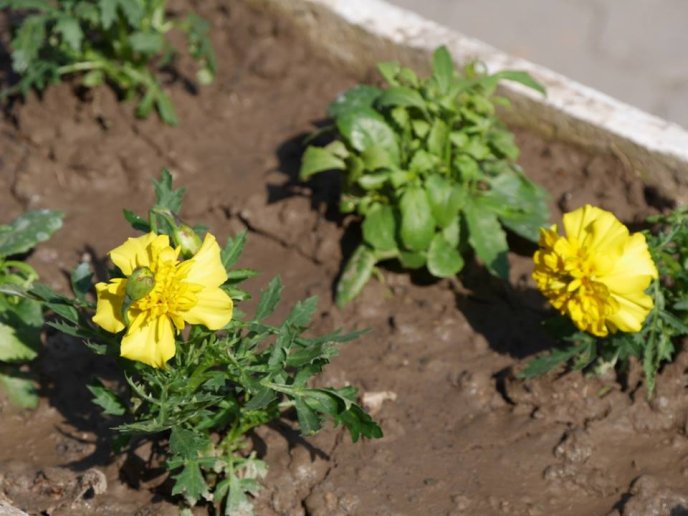 В Ужгороді почали створювати квіткову композицію у формі герба міста – 06