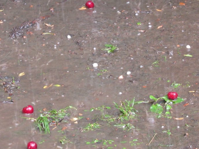 У Мукачеві під час сильної зливи випав град розміром з вишню – 01