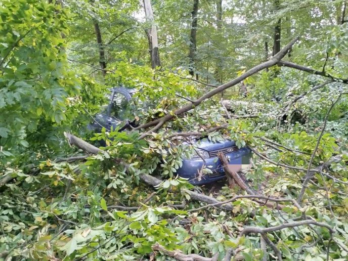 Повалені дерева і потрощені машини: негода наробила лиха в області – 03
