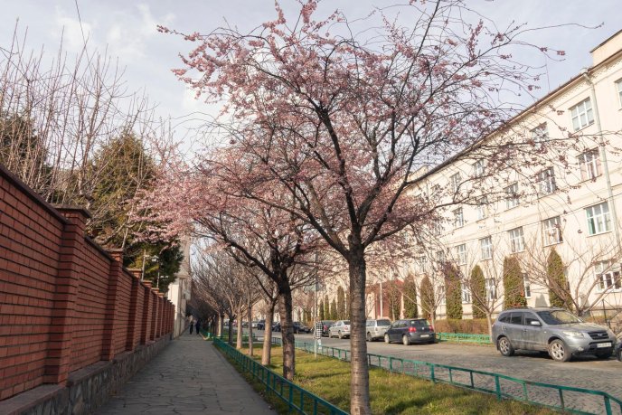 У Мукачеві розквітли перші сакури – 01