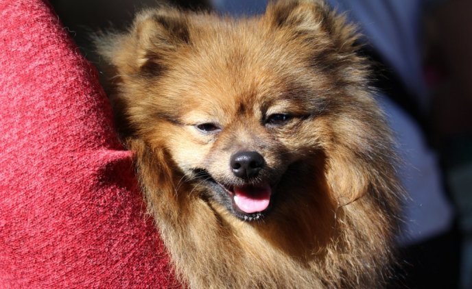 В Ужгороді проходить виставка собак "Зірка Закарпаття" – 11