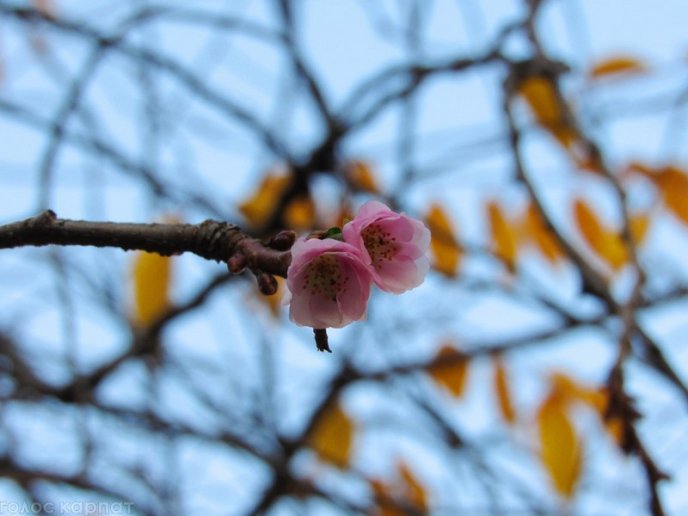 Природна аномалія: у Мукачеві в листопаді зацвіла сакура – 07