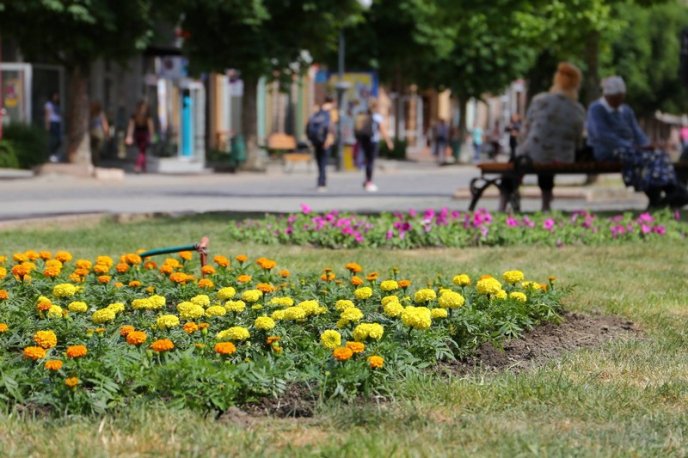 У центрі Мукачева висадили сотні квітів – 16