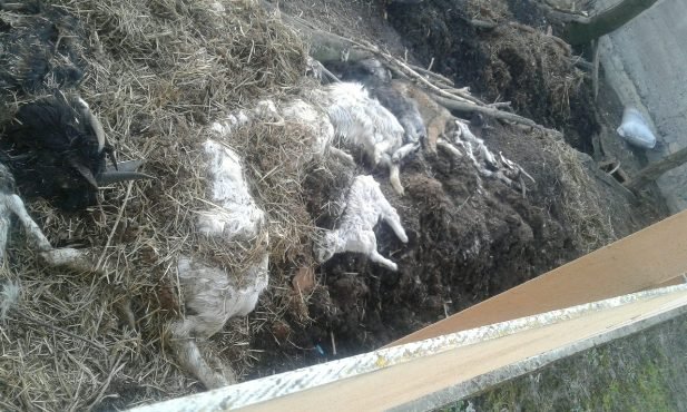 Чоловік влаштував під сусідським парканом могильник із мертвих тварин – 01