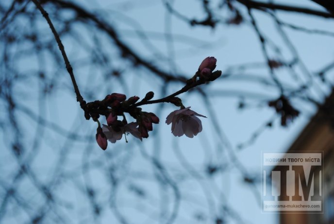 У Мукачеві розцвіла перша сакура (ФОТО) – 01