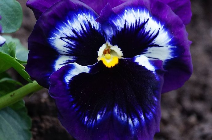 У центрі Мукачева комунальники висадили морозостійкі квіти – 07