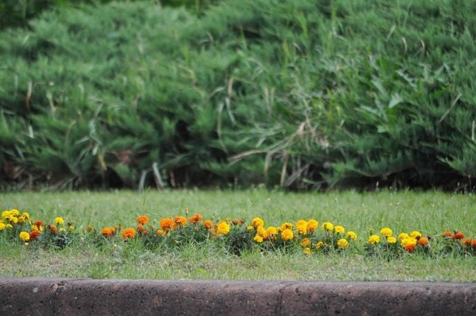 Ужгород буяє квітковим різнобарв’ям – 18