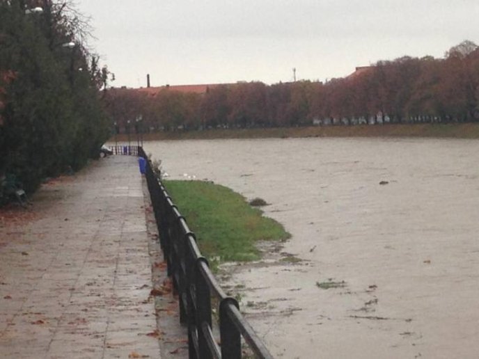 Велика вода річки Уж витіснила лебедів на берег – 02