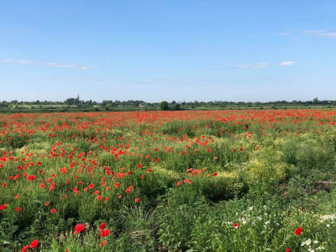 Нове місце для селфі: в інтернет-мережі показали фото мальовничого макового поля на Мукачівщині – 05