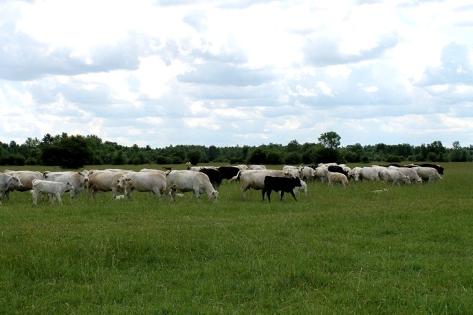 На Закарпаття завезли французьких корів – 03