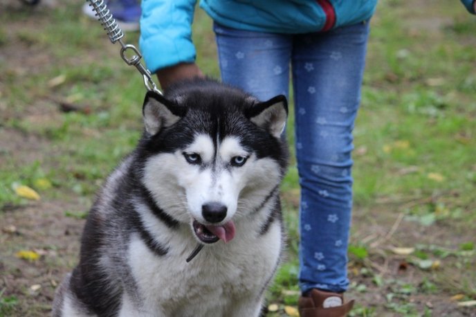 В Ужгород привезли понад 150 собак із різних областей України – 08