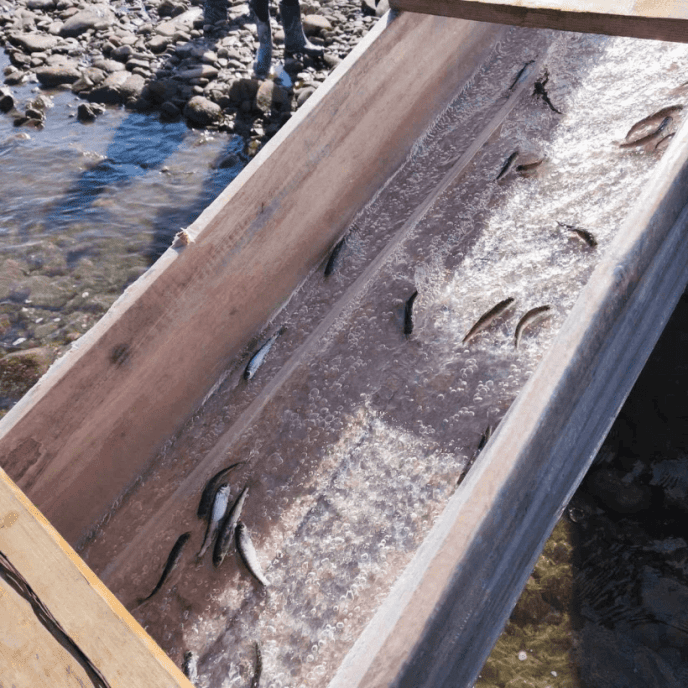 У водойми Карпат випустили 300 тисяч мальків, частину з яких заборонено ловити – 02