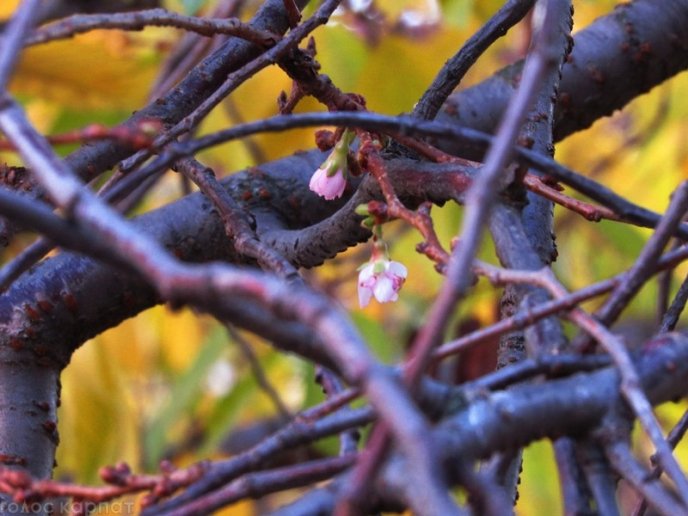Природна аномалія: у Мукачеві в листопаді зацвіла сакура – 05