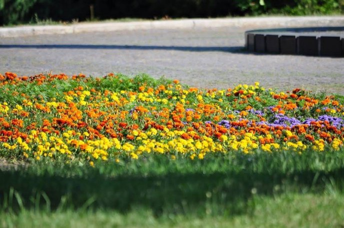 Ужгород буяє квітковим різнобарв’ям – 11