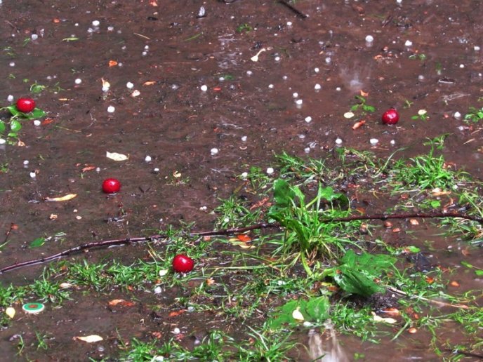 У Мукачеві під час сильної зливи випав град розміром з вишню – 06