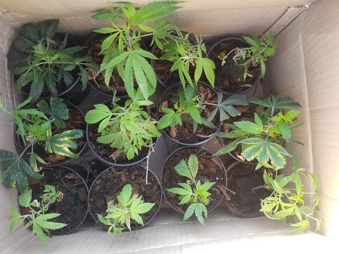 Поліція затримала чоловіка, який ніс в коробці саджанці забороненої рослини – 02