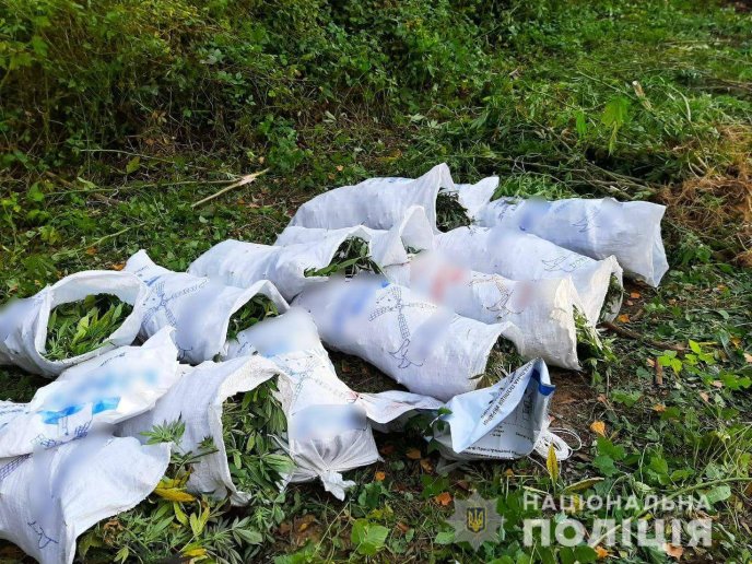 Затримано чоловіка, який виростив майже пів сотні кілограмів конопель – 01 Затримано чоловіка, який виростив майже пів сотні кілограмів конопель – 01