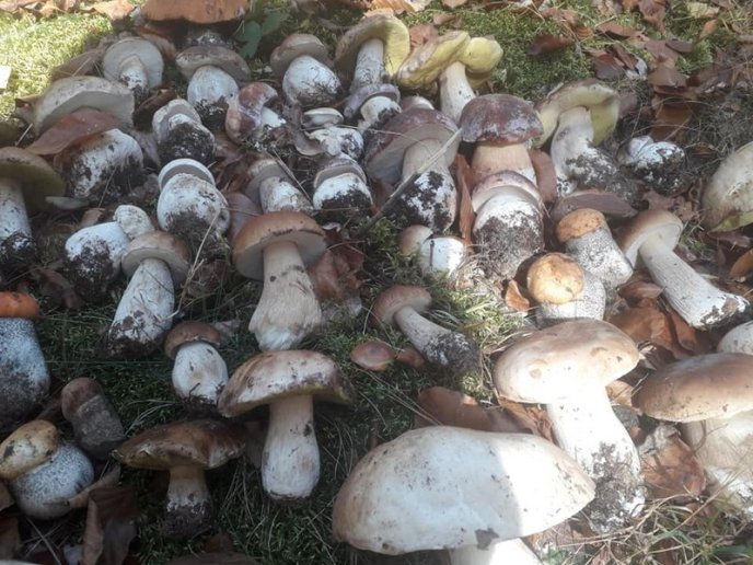 Знайшли 35 кг: закарпатці хизуються грибним врожаєм – 04