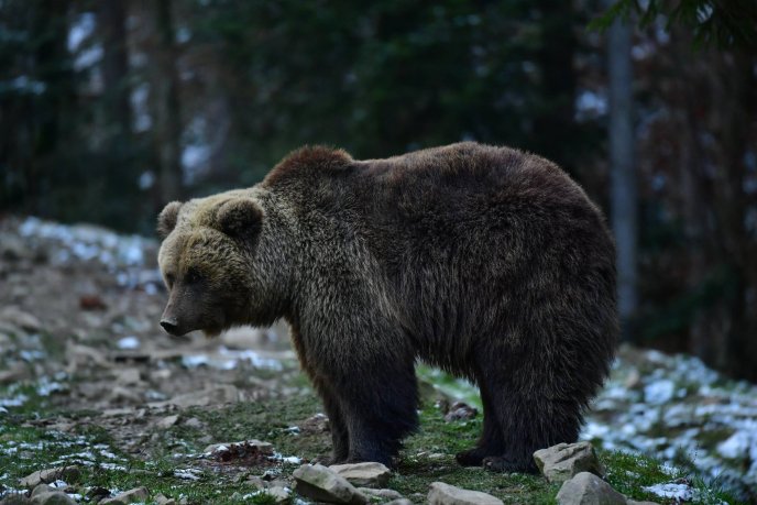 Інтернет-користувачів вразили "зимові" фотографії озера Синевир – 15