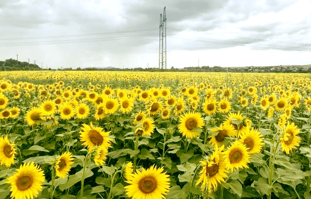 На Мукачівщині розквітло поле соняшників – 02