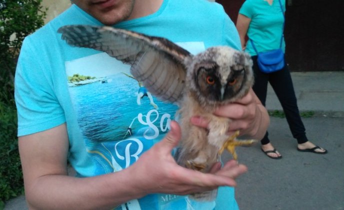 Як ужгородці маленьких совенят рятували – 02