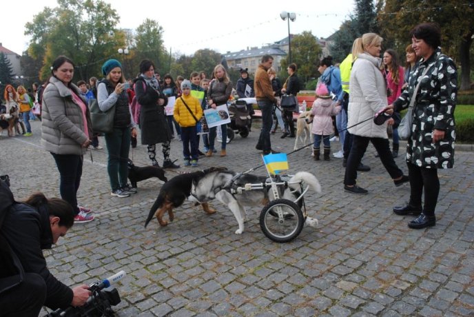 Пес на візку став одним із учасників маршу за права тварин в Ужгороді – 15