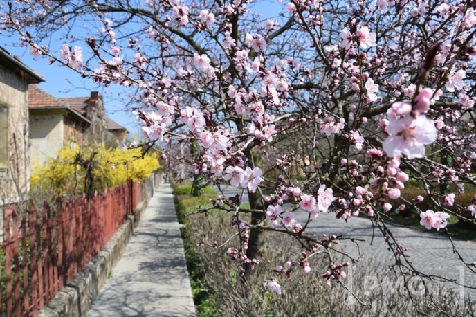 Мукачівці та гості міста вже милуються цвітінням сакур та магнолій – 07