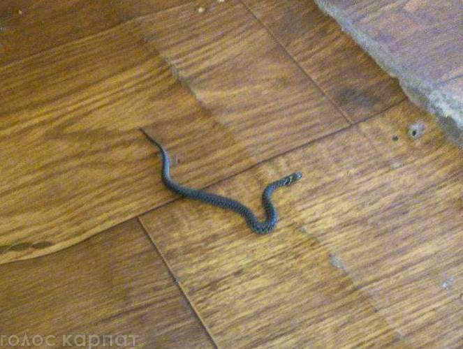 У центральній частині Мукачева до оселі жінки заповзла змія – 01