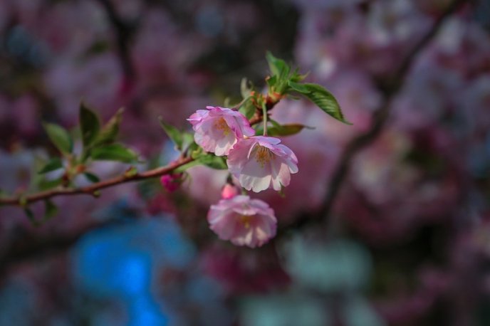 На одній із вулиць Мукачева вже розквітли сакури – 01 На одній із вулиць Мукачева вже розквітли сакури – 01