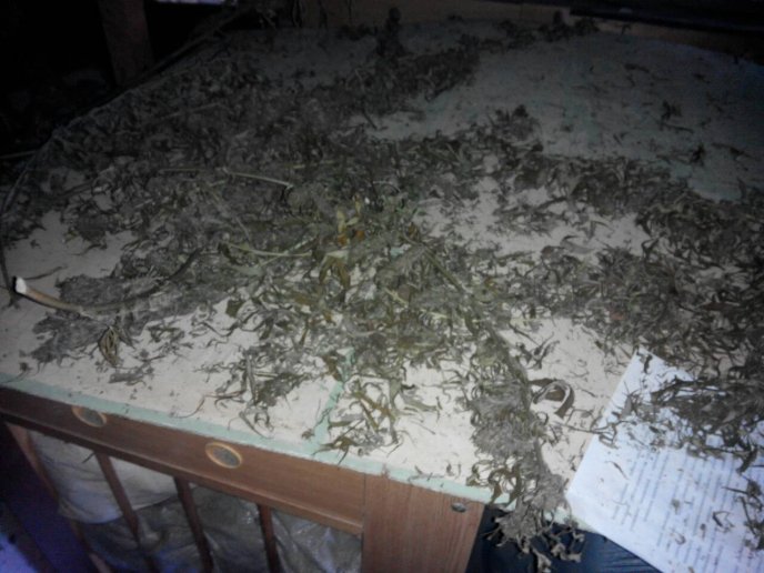 На горищі будинку закарпатець сушив коноплю – 04